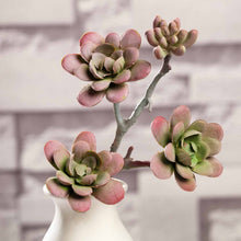 Load image into Gallery viewer, Set of 3 | 13" Assorted Artificial Succulent Plants Echeveria Long Stem Air Plants