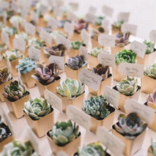 Load image into Gallery viewer, Set of 3 | 4" Assorted Echeveria Artificial Plants with Pots