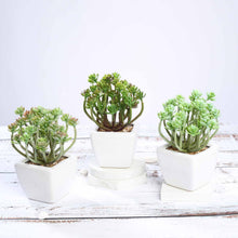 Load image into Gallery viewer, Set of 3 | 7'' Assorted Crassula Artificial Plants with Pots
